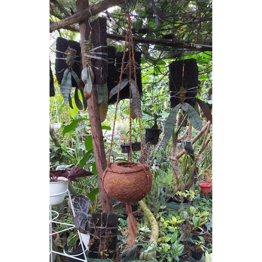 Pot Anggrek Pot sabut kelapa kokedama dengan gantungan