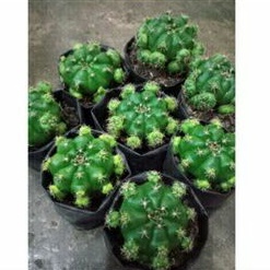 gymno damsii / gymno kaktus / kaktus ownroot