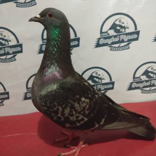 Besek Burung Dara Shopee Indonesia