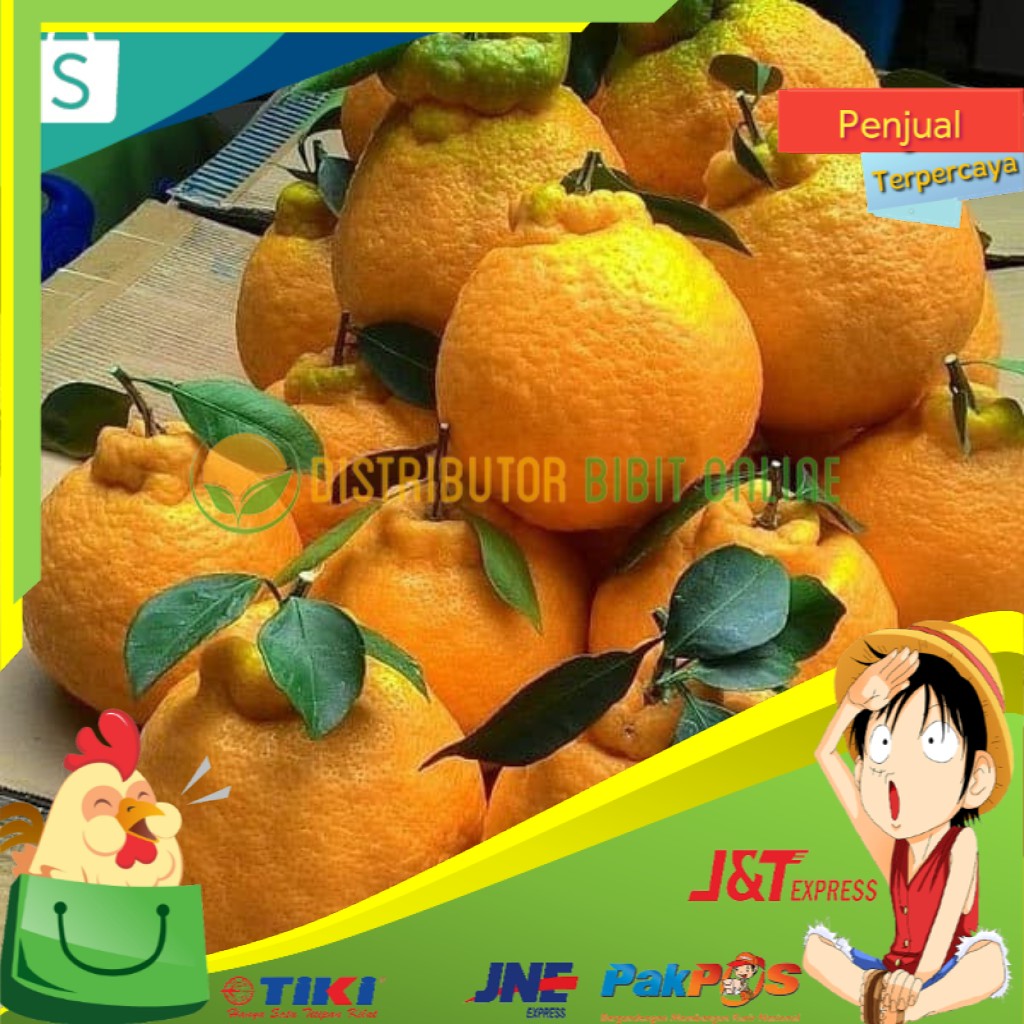 Dijual Bibit tanaman jeruk dekopon hasil okulasi siap berbuah Asli Genjah