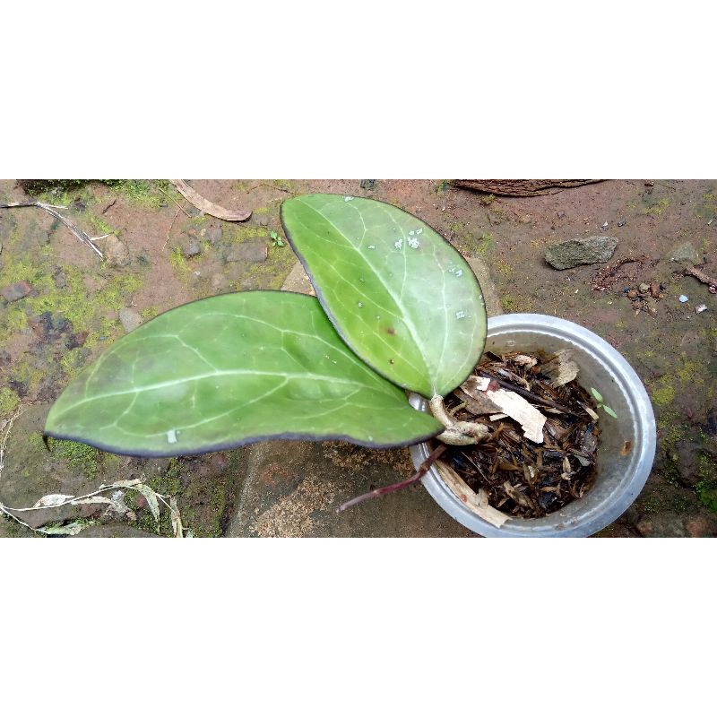 hoya vetellina black margin