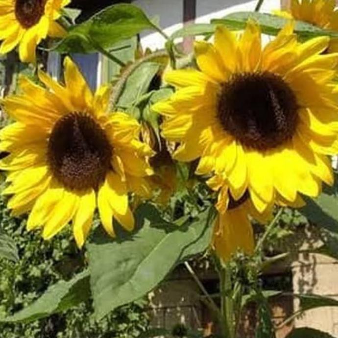 G3P biji/benih Pohon Bunga Matahari - Biji Tanaman Bunga Matahari Besar