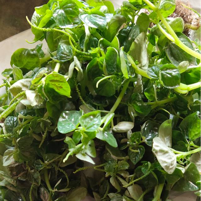 

Paket 500 grm daun suruhan/sirih cina fresh