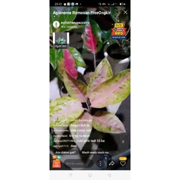 Aglonema bigroy Mutasi