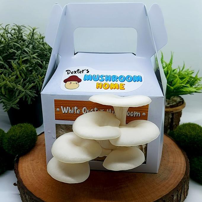 

TERMURAH Dexter's Mushroom Home Grow Kit, Jamur Tiram / Oyster Mushroom Putih Kode 879