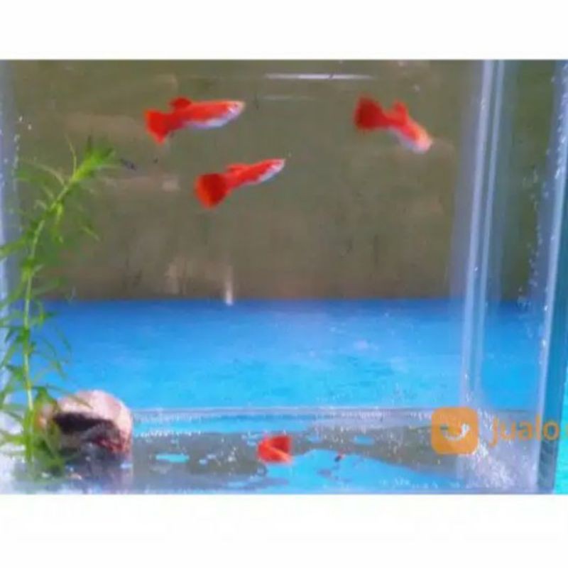 

Guppy afr albino full red / ikan hias / aquasqape
