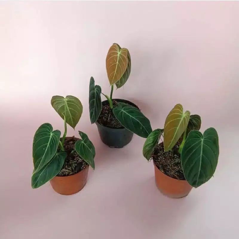 Tanaman Hias Philodendron Melano Chrysum - Philodendron Melano