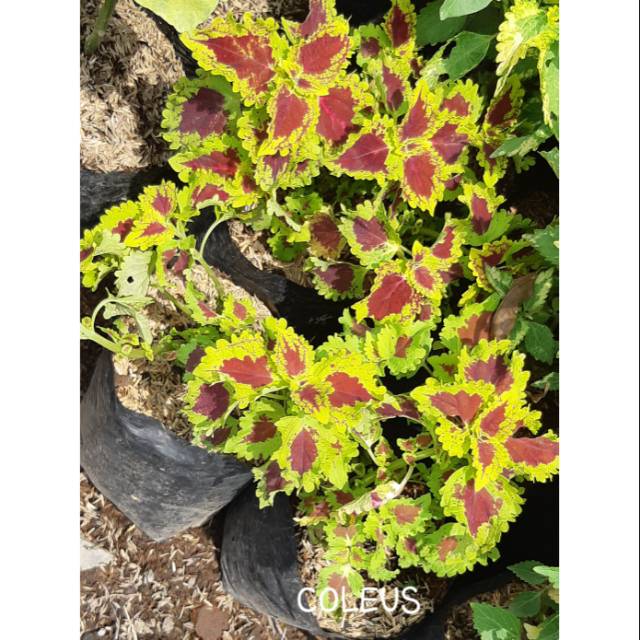 COLEUS