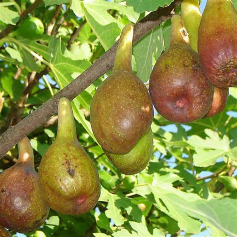 Bibit tin Jumbo lonjong Longue D'Aout - bibit buah tin LDA - bibit buah tin cangkok