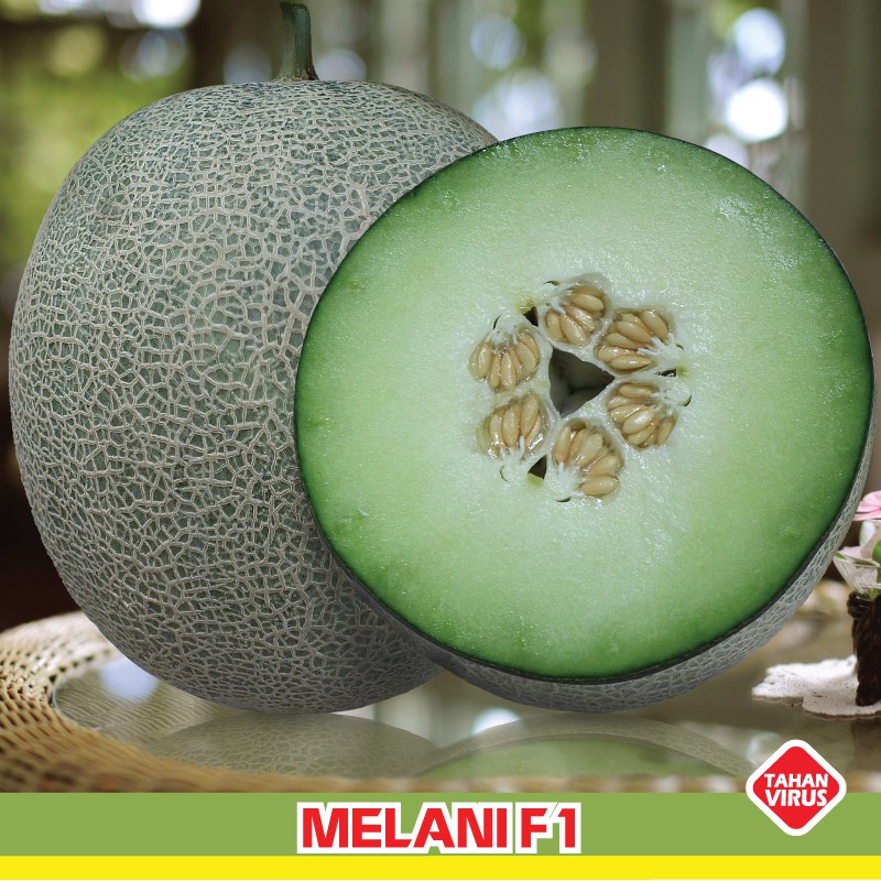 5 Benih Melon Hijau F1 Hibrida Melani Bibit Tanaman Buah Melon Putih Berjaring Daging Tebal Unggul