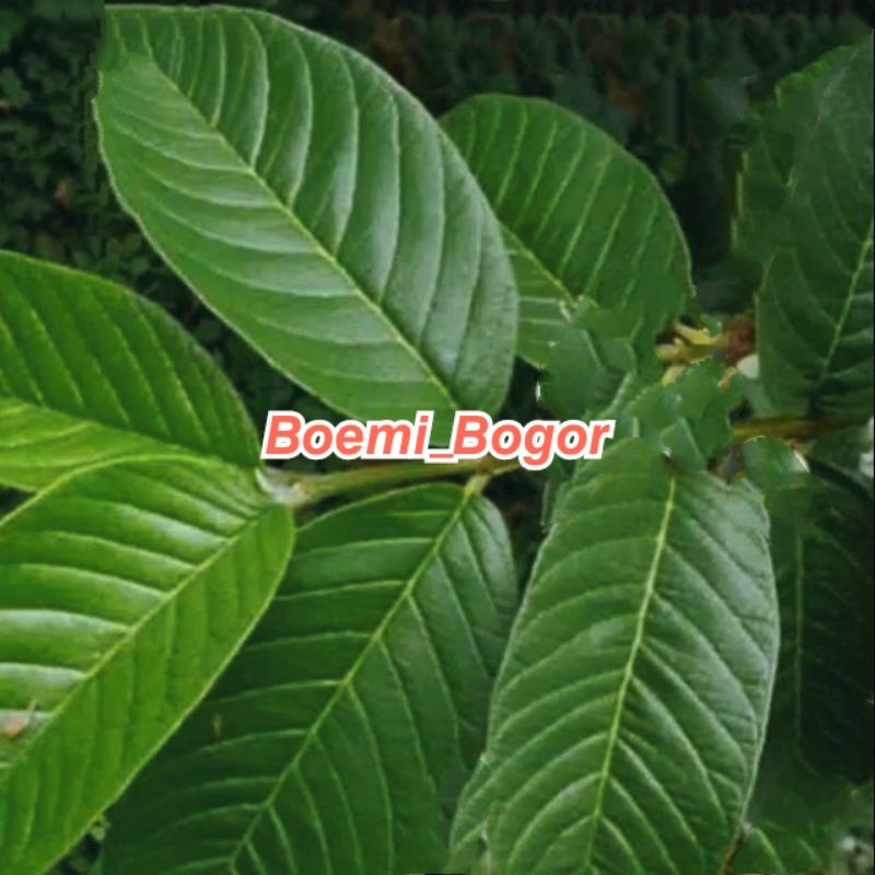 

DAUN JAMBU BIJI HERBAL 50