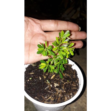 saeng simbur super micro vietnam golden/varigata