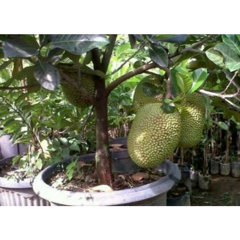 Bibit Nangka merah okulasi