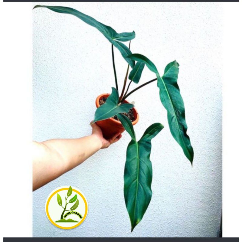 Philodendron Mexicanum / Tanaman Hias Philo Mexicanum