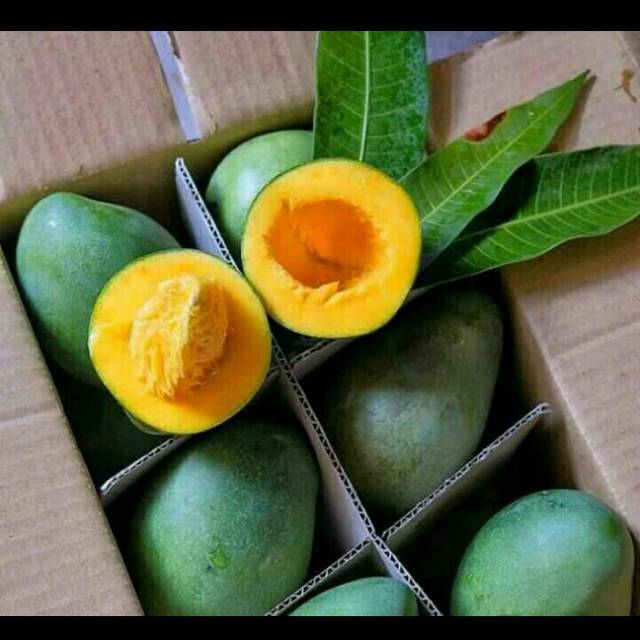 Beda Mangga Alpukat Dan Mangga Harum Manis Tips Membedakan Beda Mangga Alpukat Dan Mangga Harum Manis Tips Membedakan