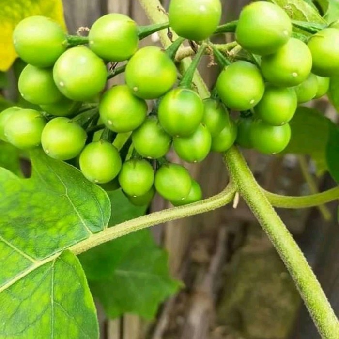 

Buah Tekokak Segar 600 Gram(Fresh)