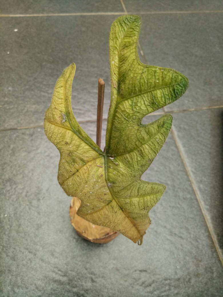 Alocasia Jacklin