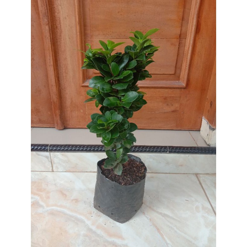 Bibit Bonsai Beringin Compacta