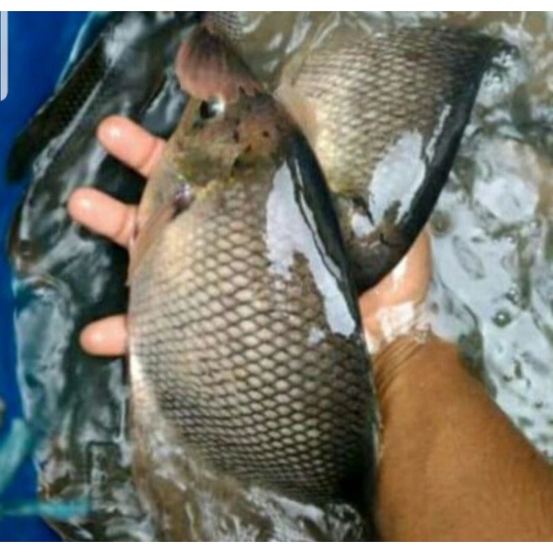 

Ikan Gurame Segar 1 Kg