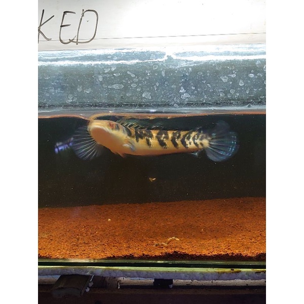 channa maru ys simet single tank