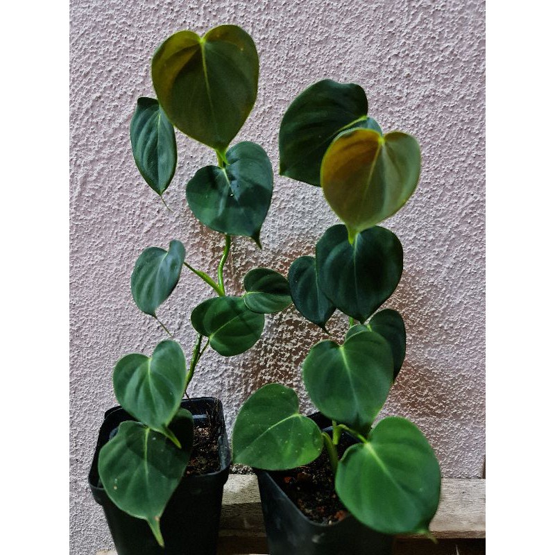 PHILODENDRON LUPINUM TANAMAN HIAS PHILO MURAH TERAWAT