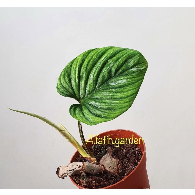 philodendron plowmanii 1daun