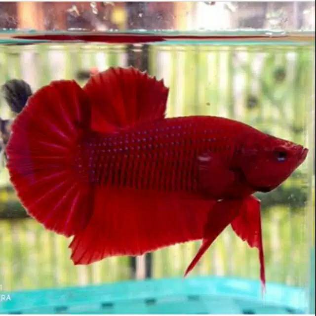 

Ikan cupang plakat red solid