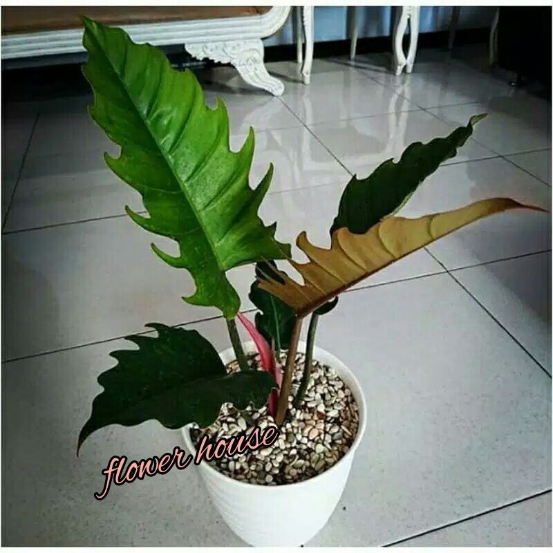 Tanaman Hias Philo Gergaji/Green Saw Dewasa