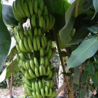 Bibit Pisang Cavendish Bonggol Siap Tanam