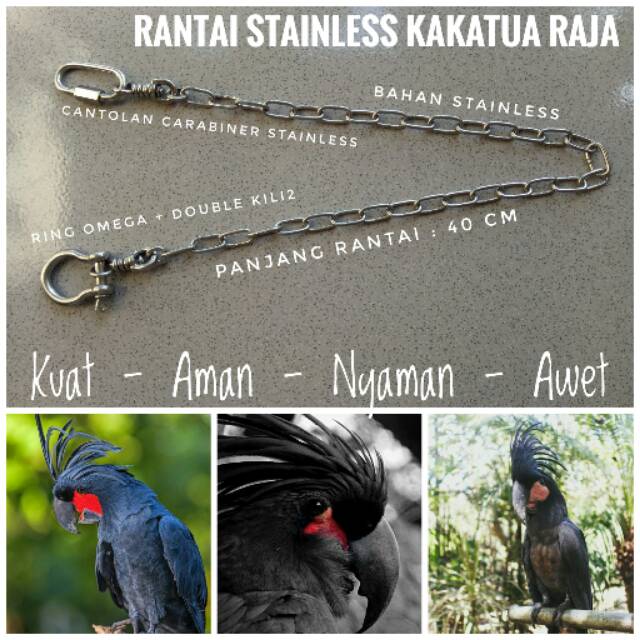Rantai Stainless Burung Parrot Kakatua Raja Shopee Indonesia