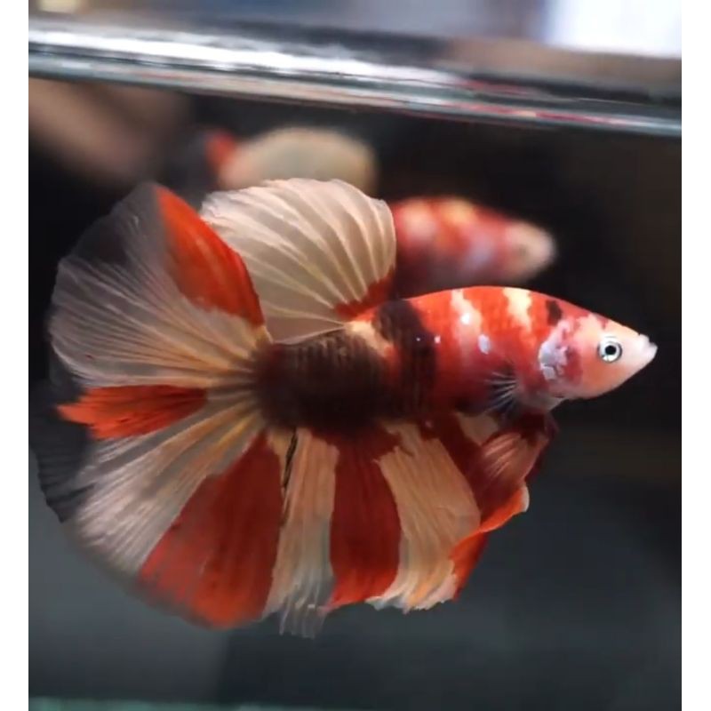 Ikan Cupang HM Nemo Galaxy