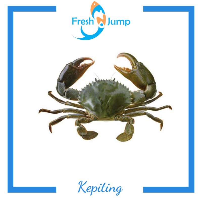 KEPITING JANTAN (HIDUP)