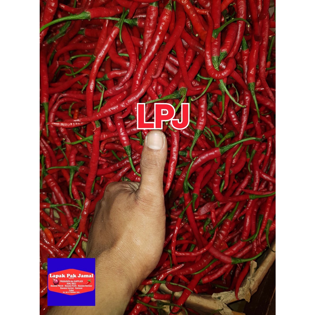 

Cabai MERAH KERITING - 250 Gram - LPJ