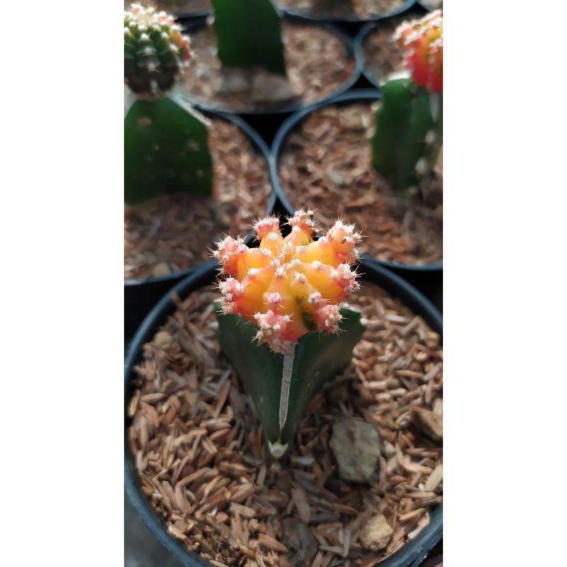 

gymno multi colour