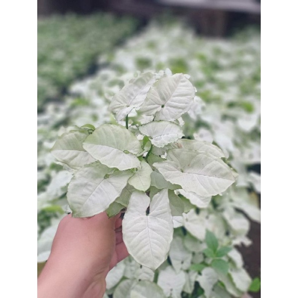 tanaman singonium salju/singonium salju/singonium putih salju/singonium putih/singonium/cod/grosiran