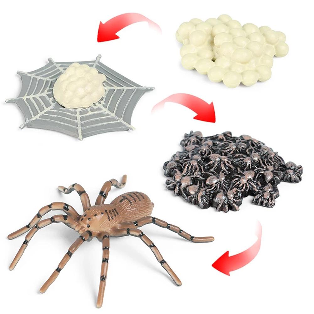 Lanfy Simulasi Hewan Ilmu Mainan Biologi Spider Serangga Hewan Model Plastik Bahan Mengajar Action Figure