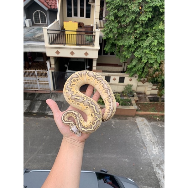 

ballpython super pastel butter yellowbelly posible leopard