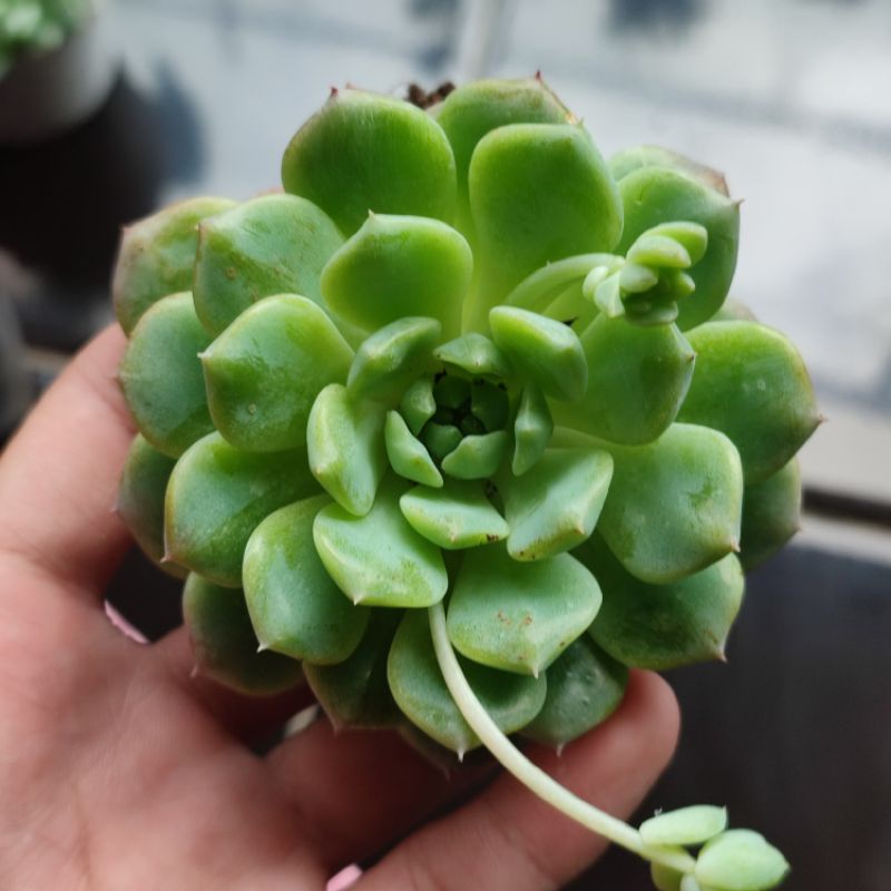 Sukulen murah echeveria prolifica medium