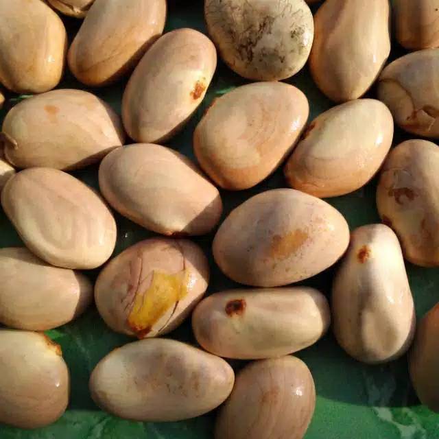 

Biji Nangka. Beton Nangka 500gram fresh