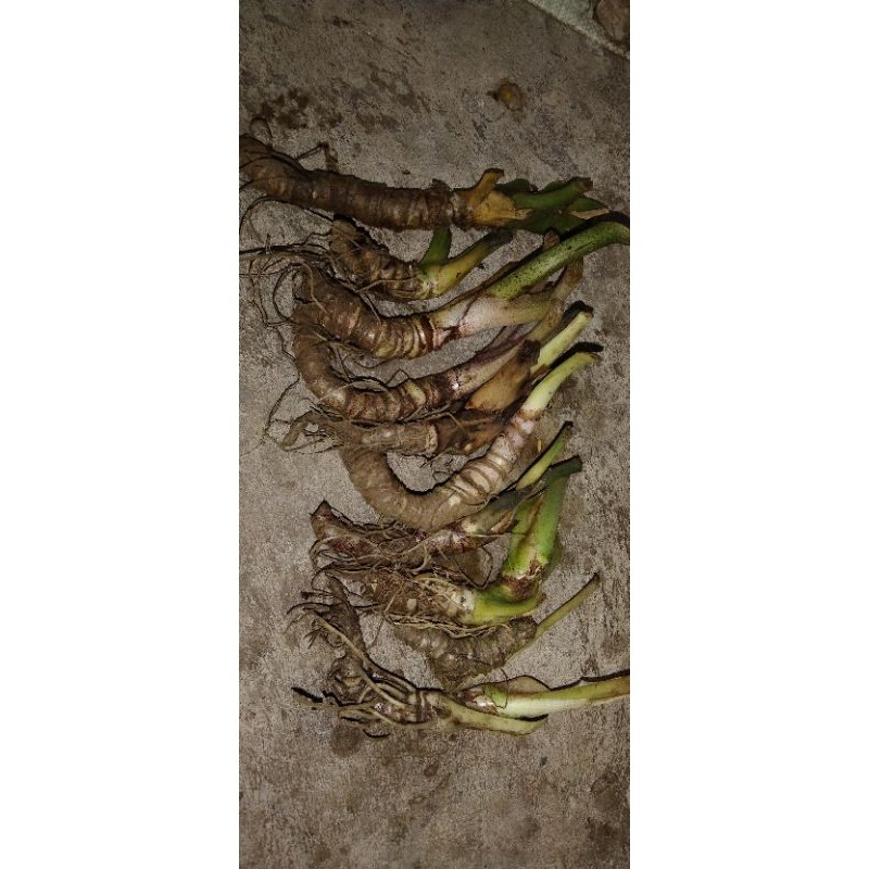 paket 10 bonggol alocasia reginae silver