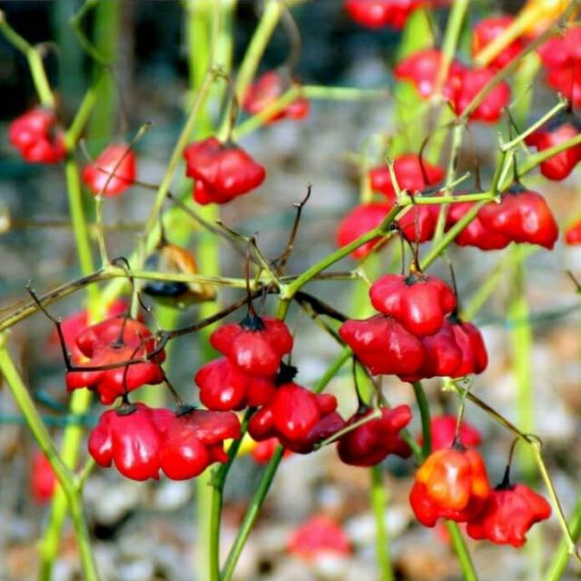 1 Pcs Benih Cabai Cabe Hias Bishop Crown Peper