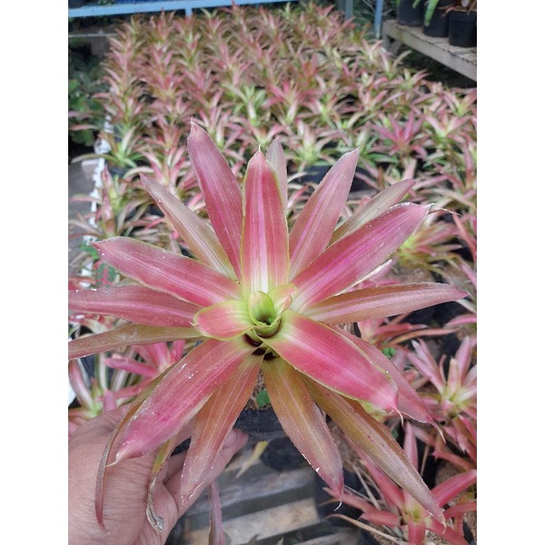 bromelia tricolor