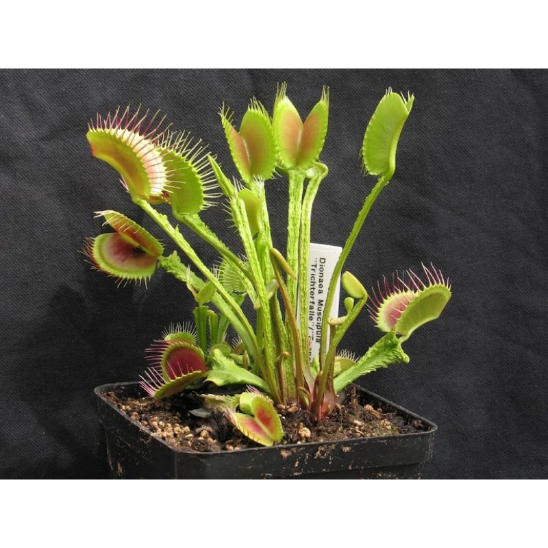 Tanaman karnivora venus flytrap trichterfalle
