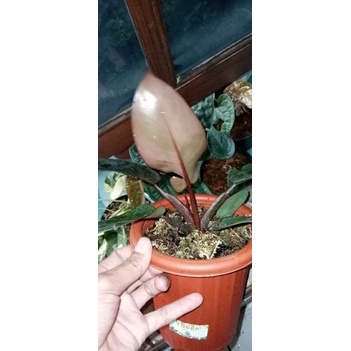 phildendron Black Cardinal variegata