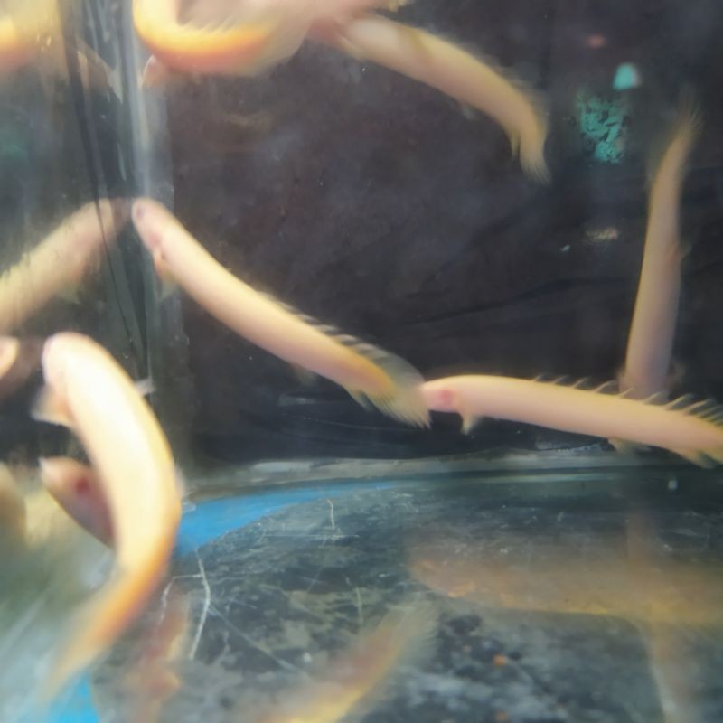 ikan palmas albino