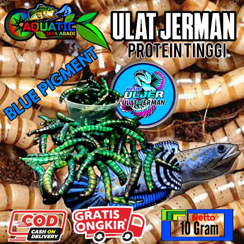 Ulat Jerman Blue Pakan Channa Pulchra Pbass Louhan