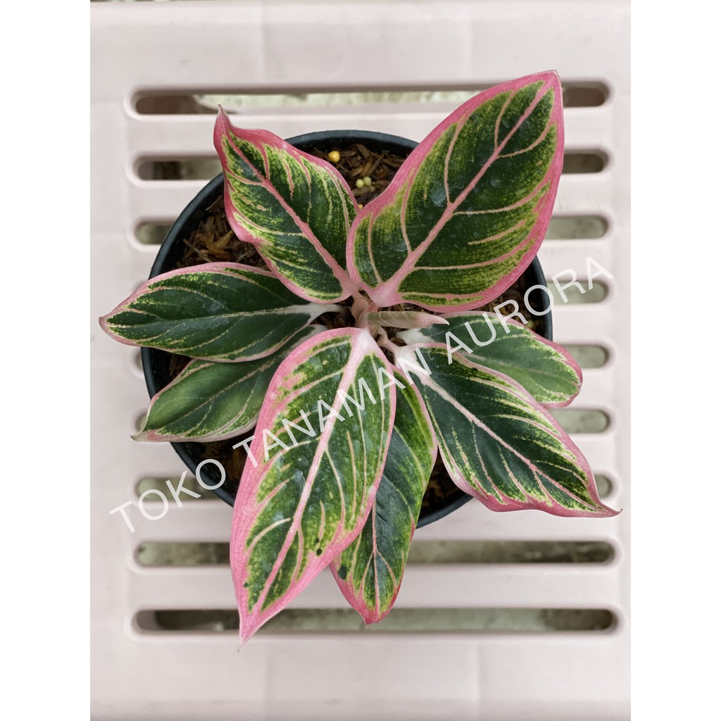 Aglonema Lotus Delight