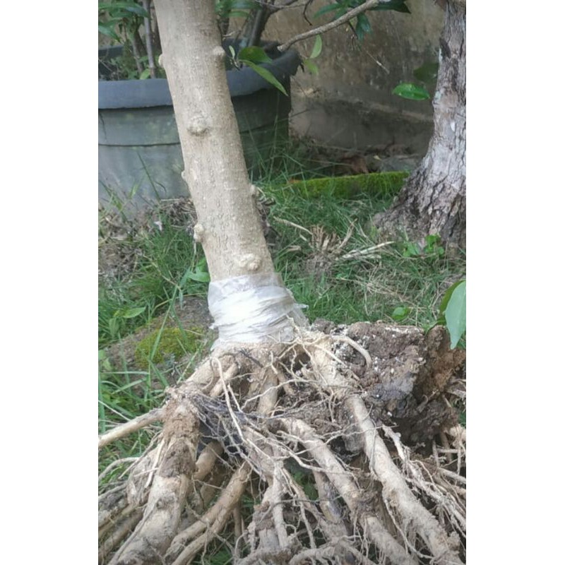 bonsai anting putri batang ukuran jumbo mantap