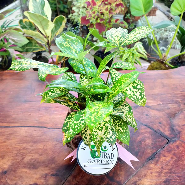 TANAMAN HIAS INDOOR UNIK DAN LANGKA Kokedama Dracena TANAMAN HIAS INDOOR UNIK DAN LANGKA Kokedama Dracena