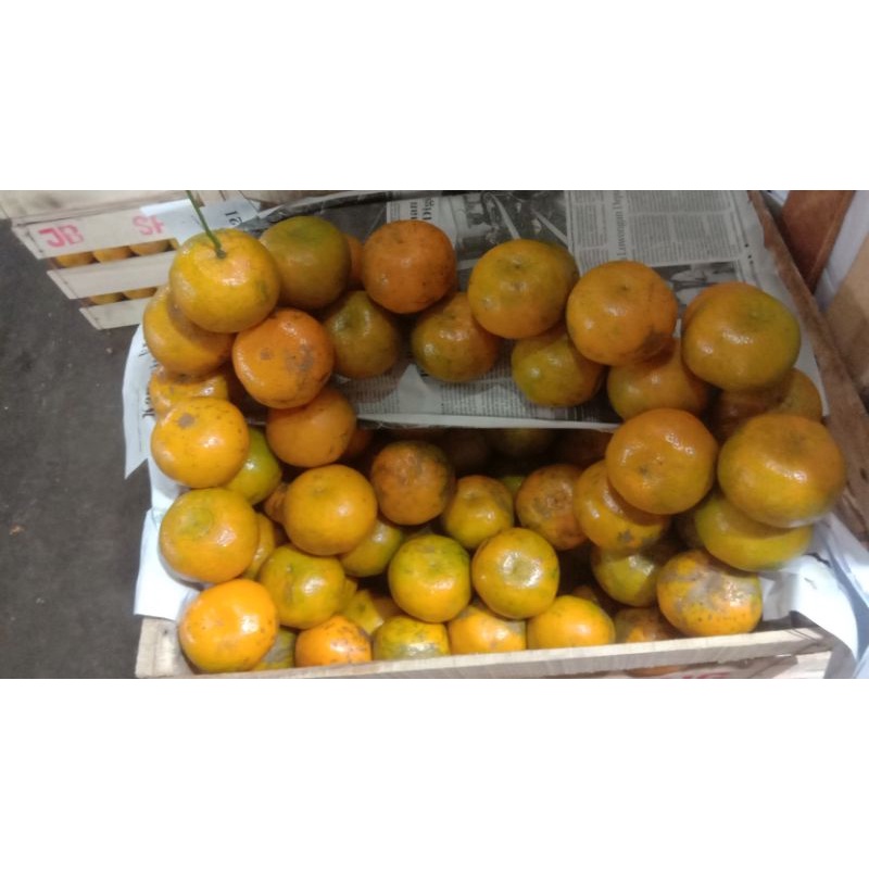 

buah jeruk balli